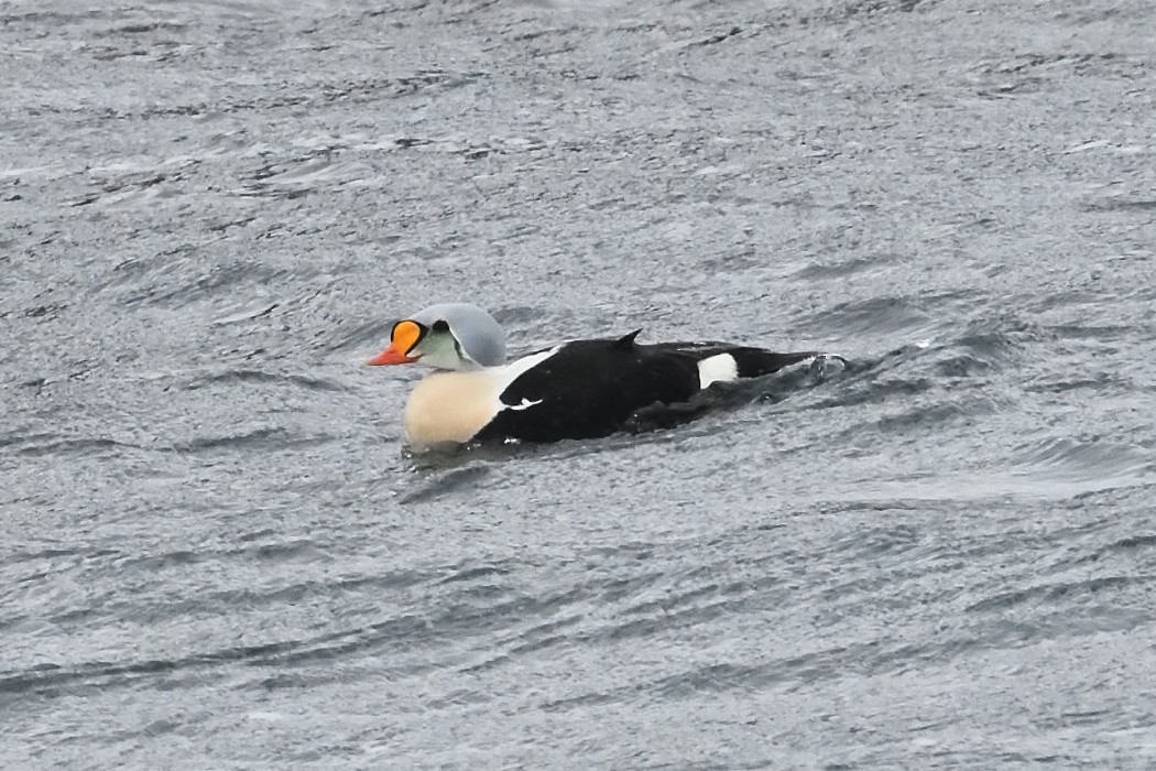 King Eider - ML620612521