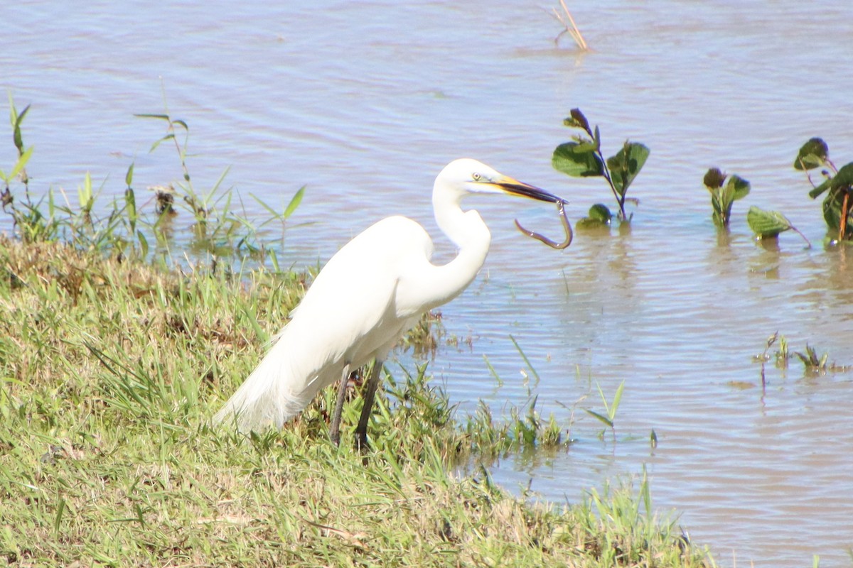 Great Egret - ML620612522