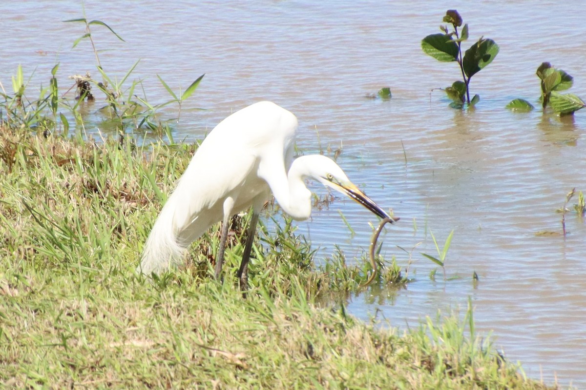 Great Egret - ML620612523