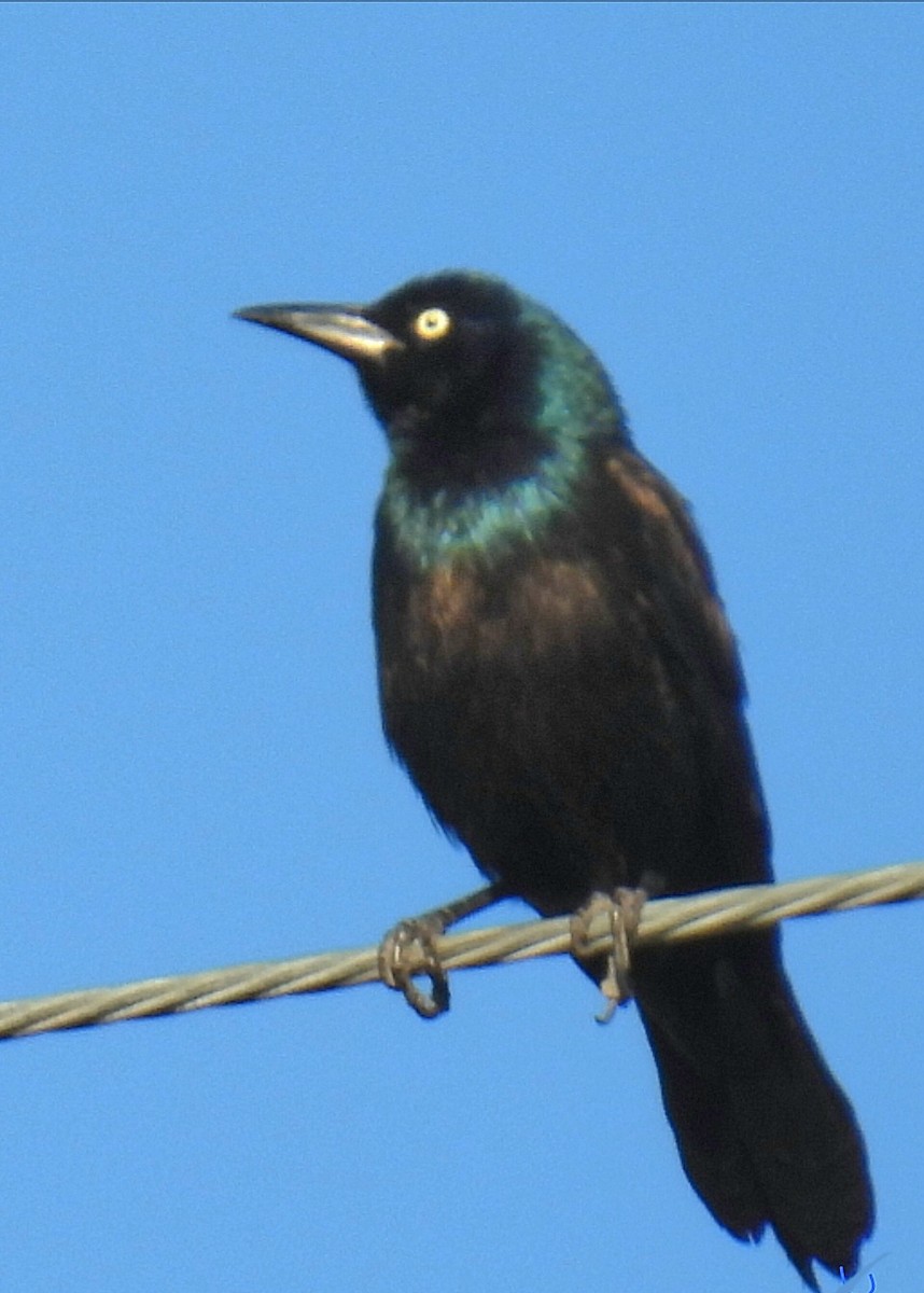 Common Grackle (Bronzed) - ML620612527