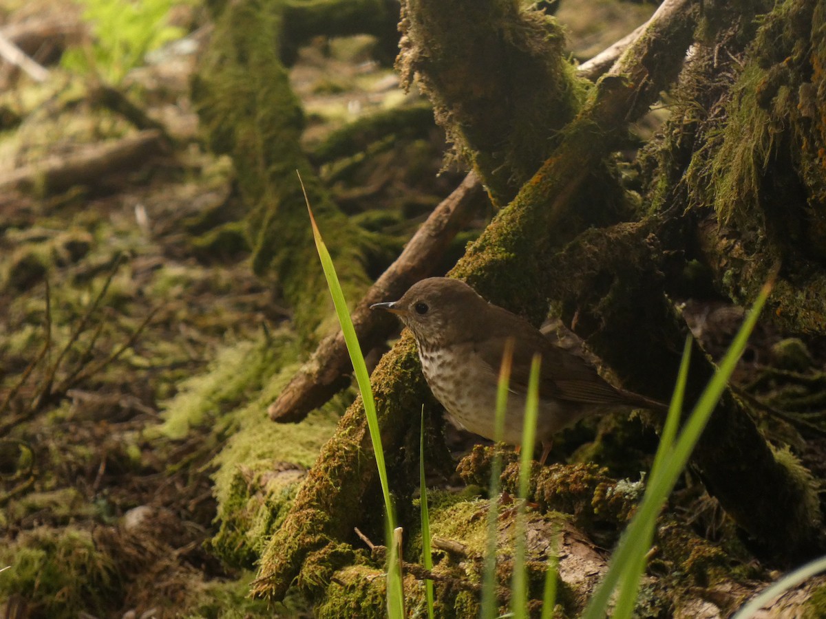 Gray-cheeked Thrush - ML620612528