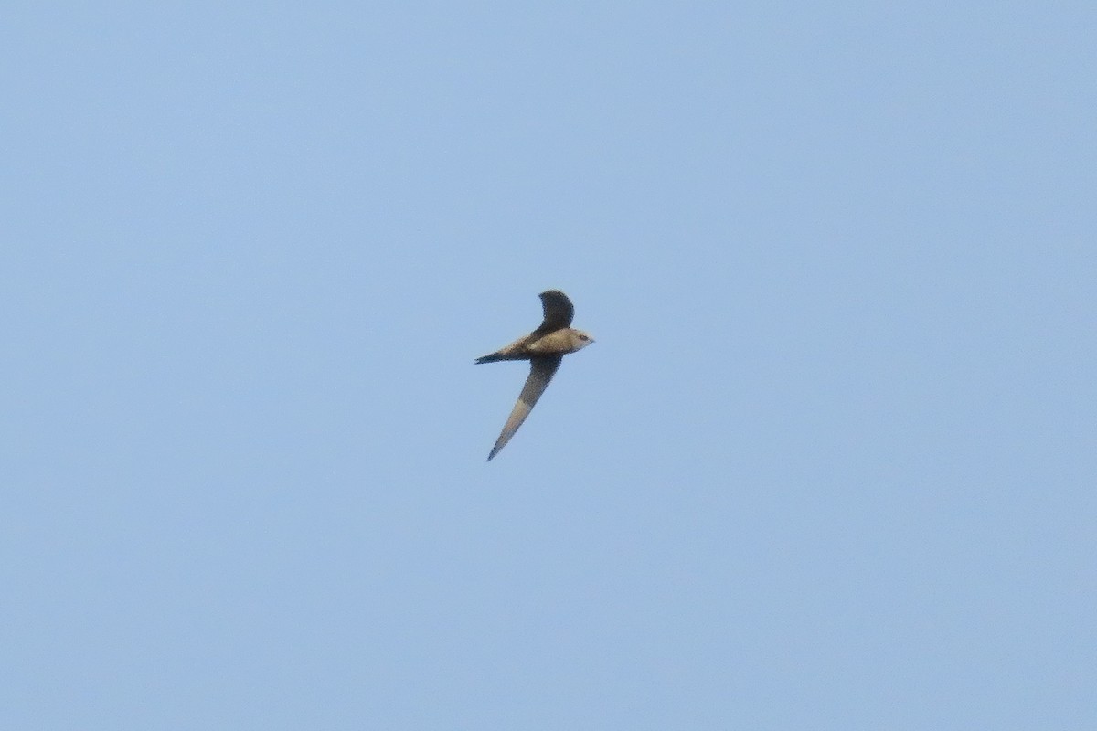 Pallid Swift - ML620612532