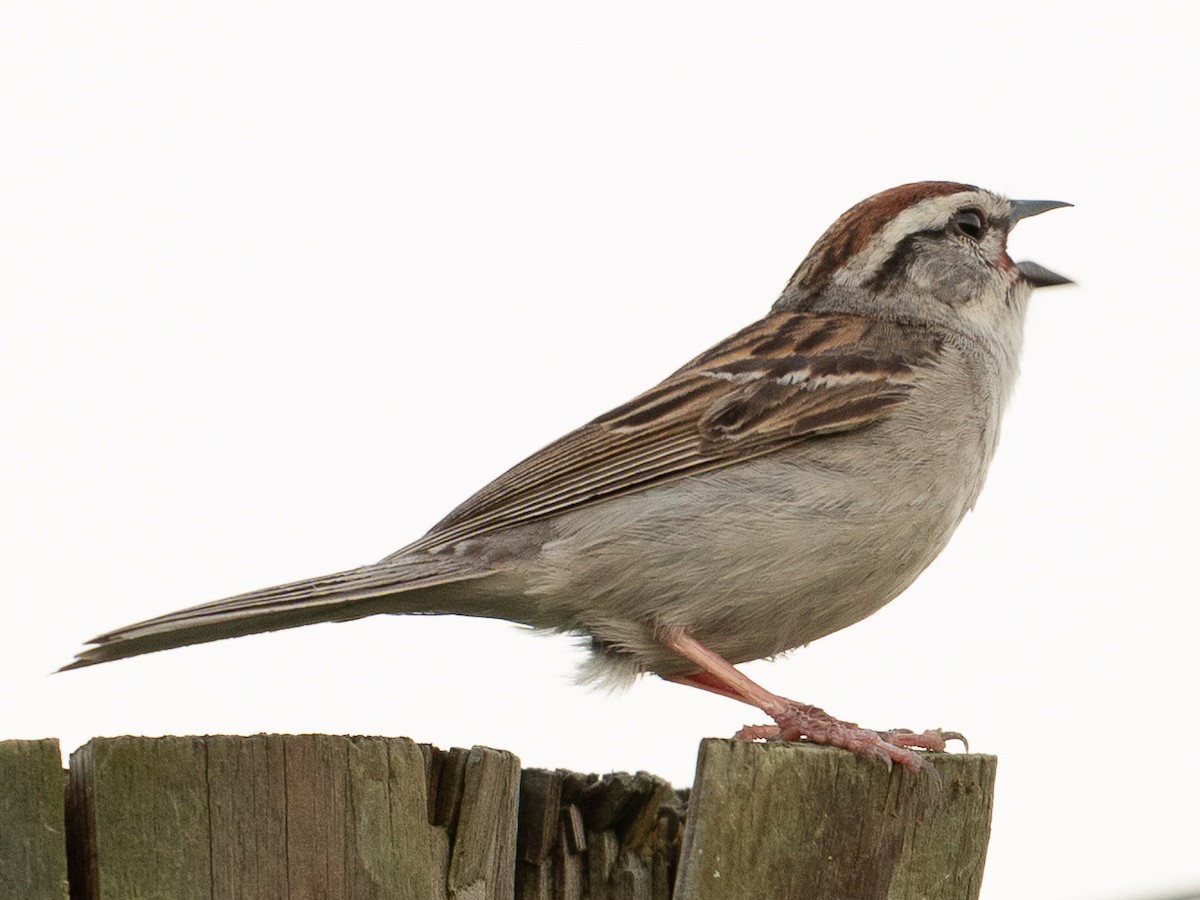 Chipping Sparrow - ML620612533