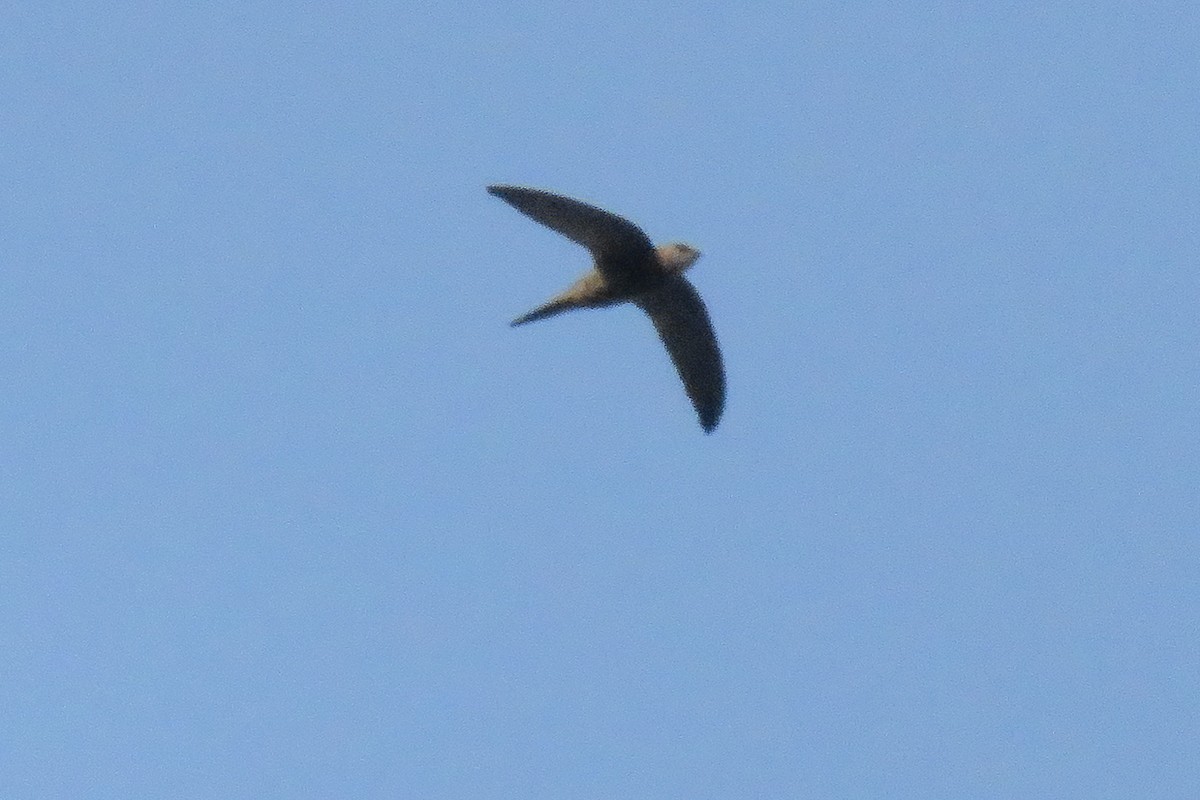 Pallid Swift - ML620612534