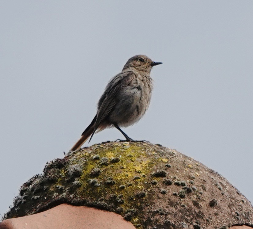 Black Redstart - ML620612535