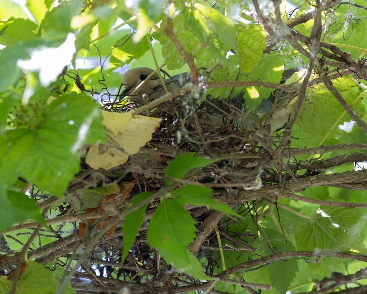 Mourning Dove - ML620612536