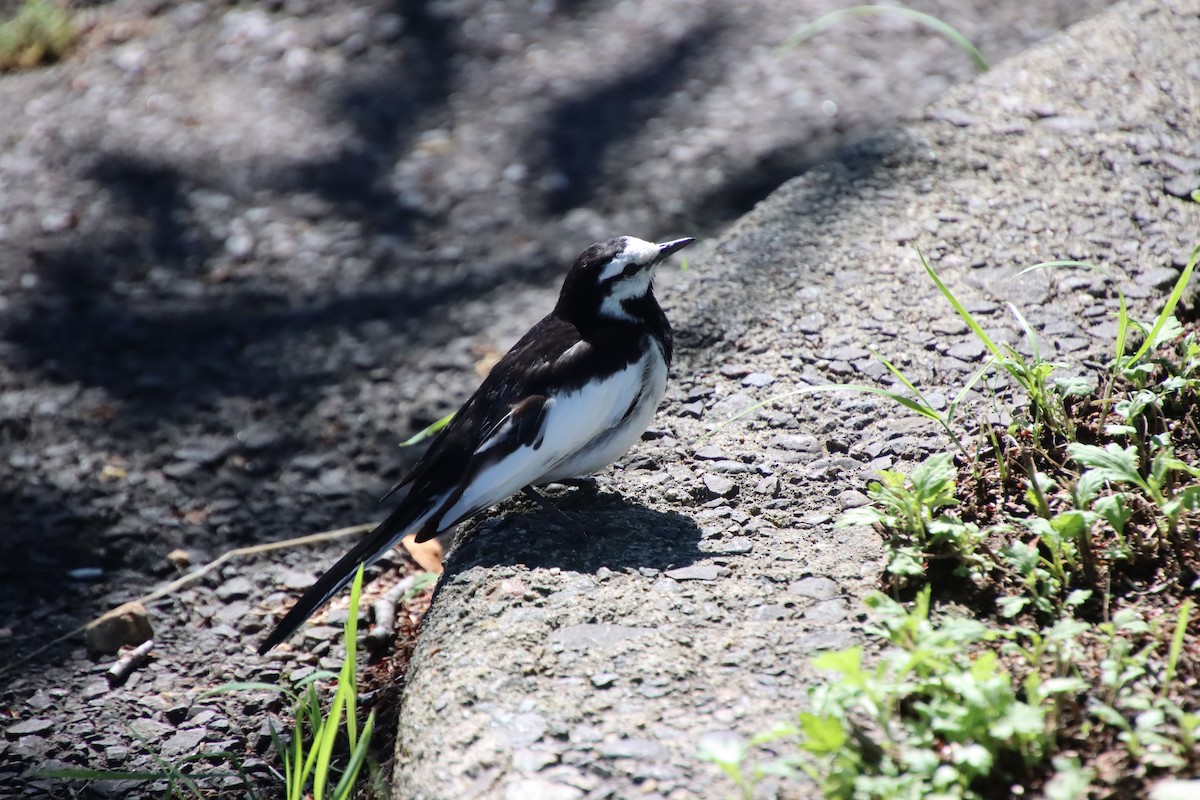 White Wagtail - ML620612542