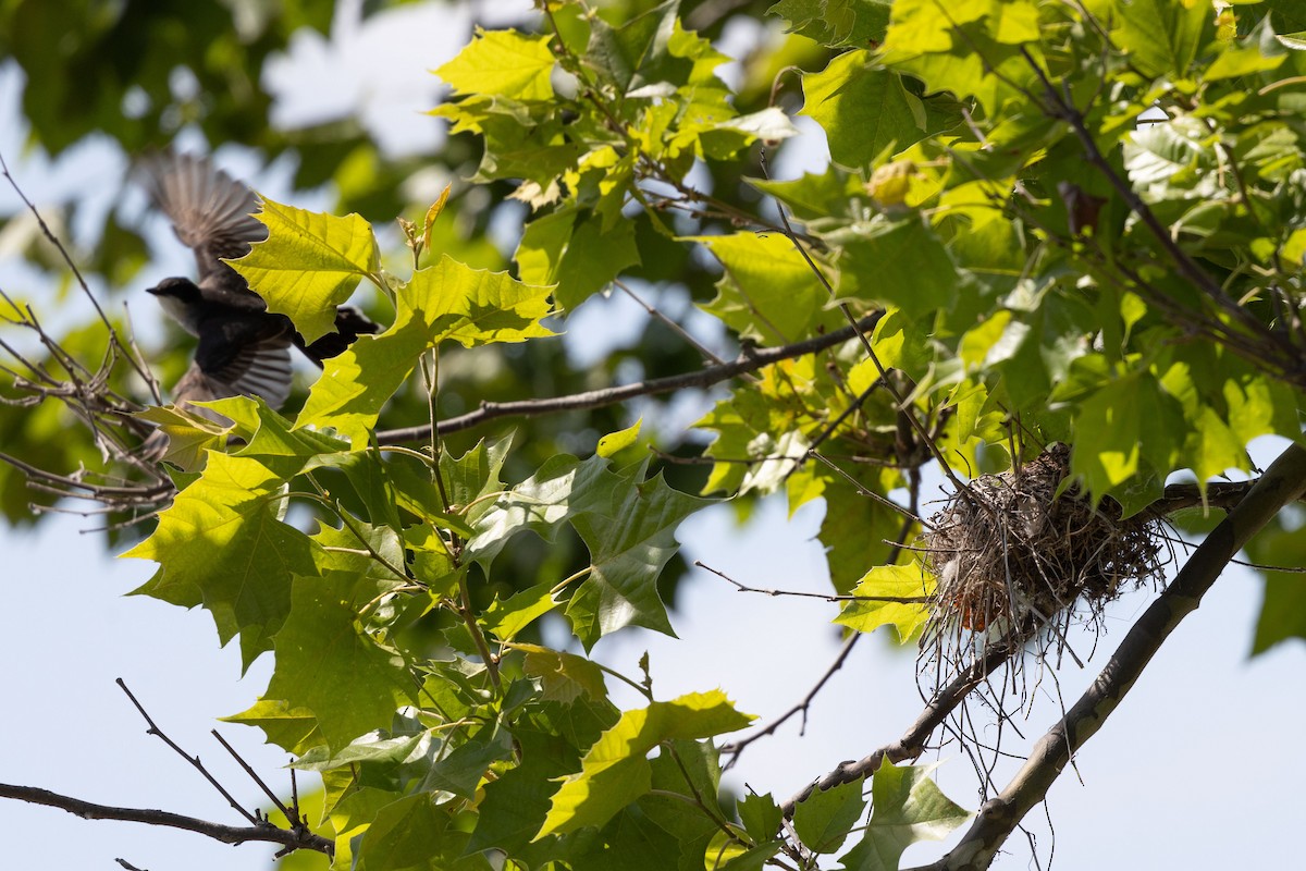 Eastern Kingbird - ML620612544