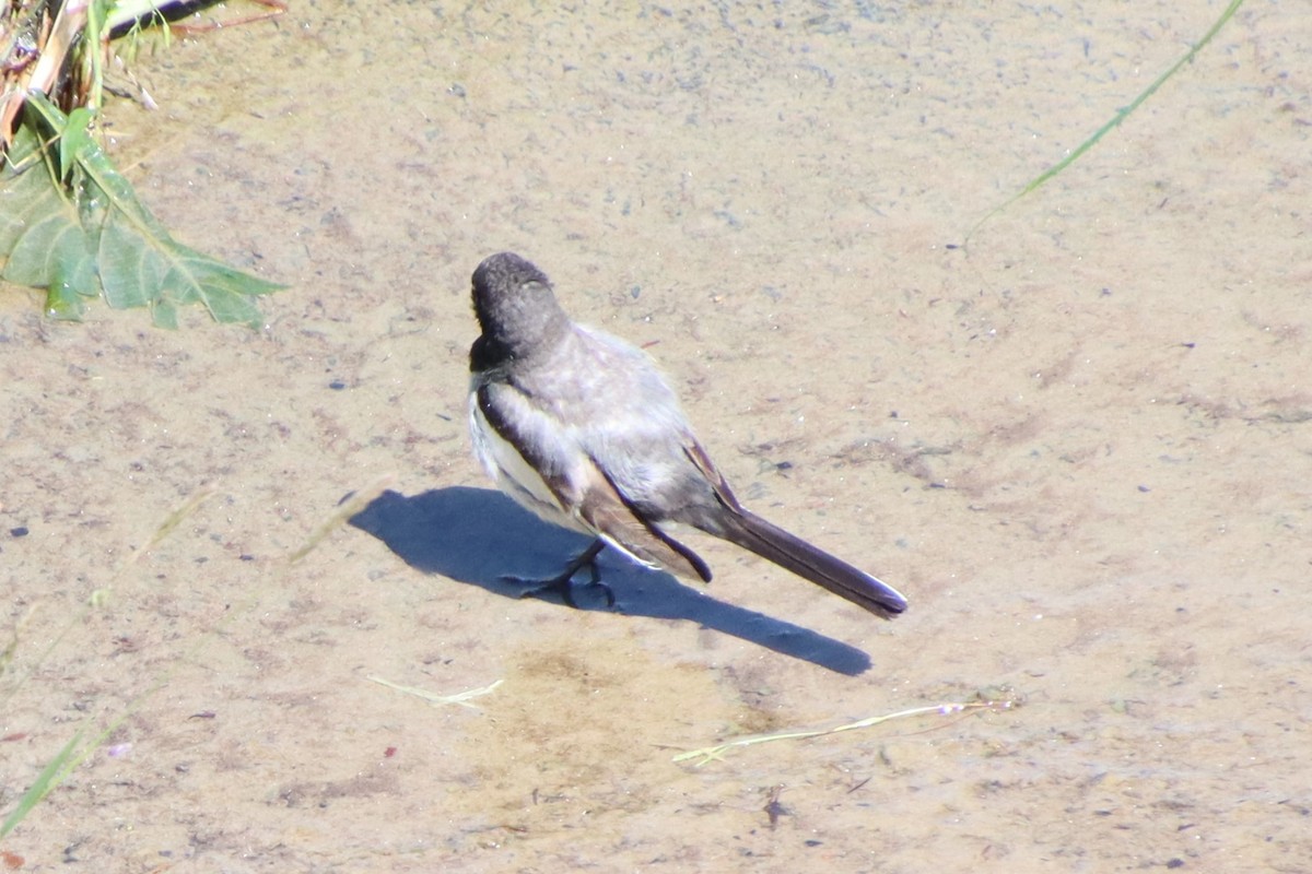 Japanese Wagtail - ML620612546