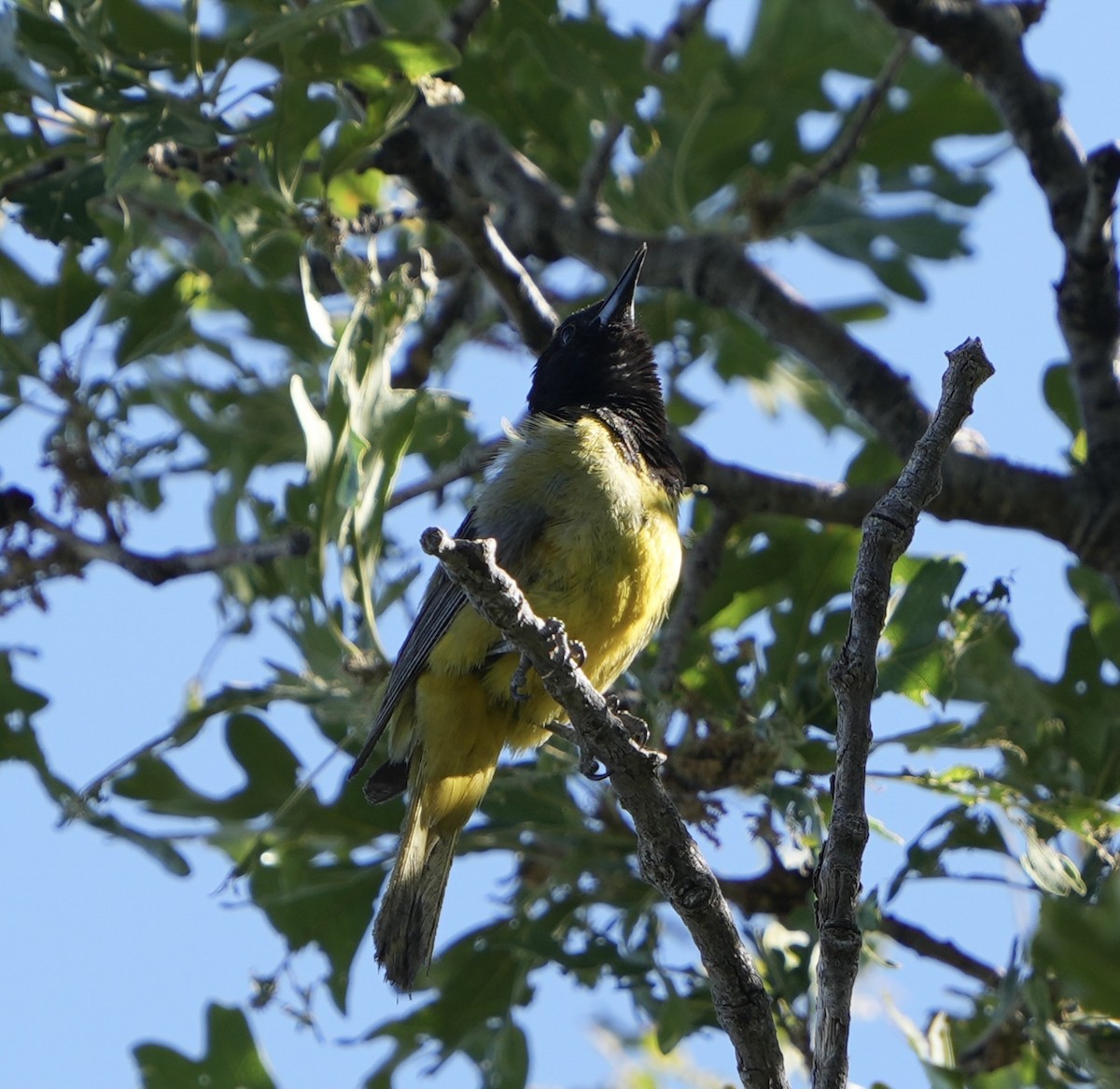 Oriole jaune-verdâtre - ML620612547