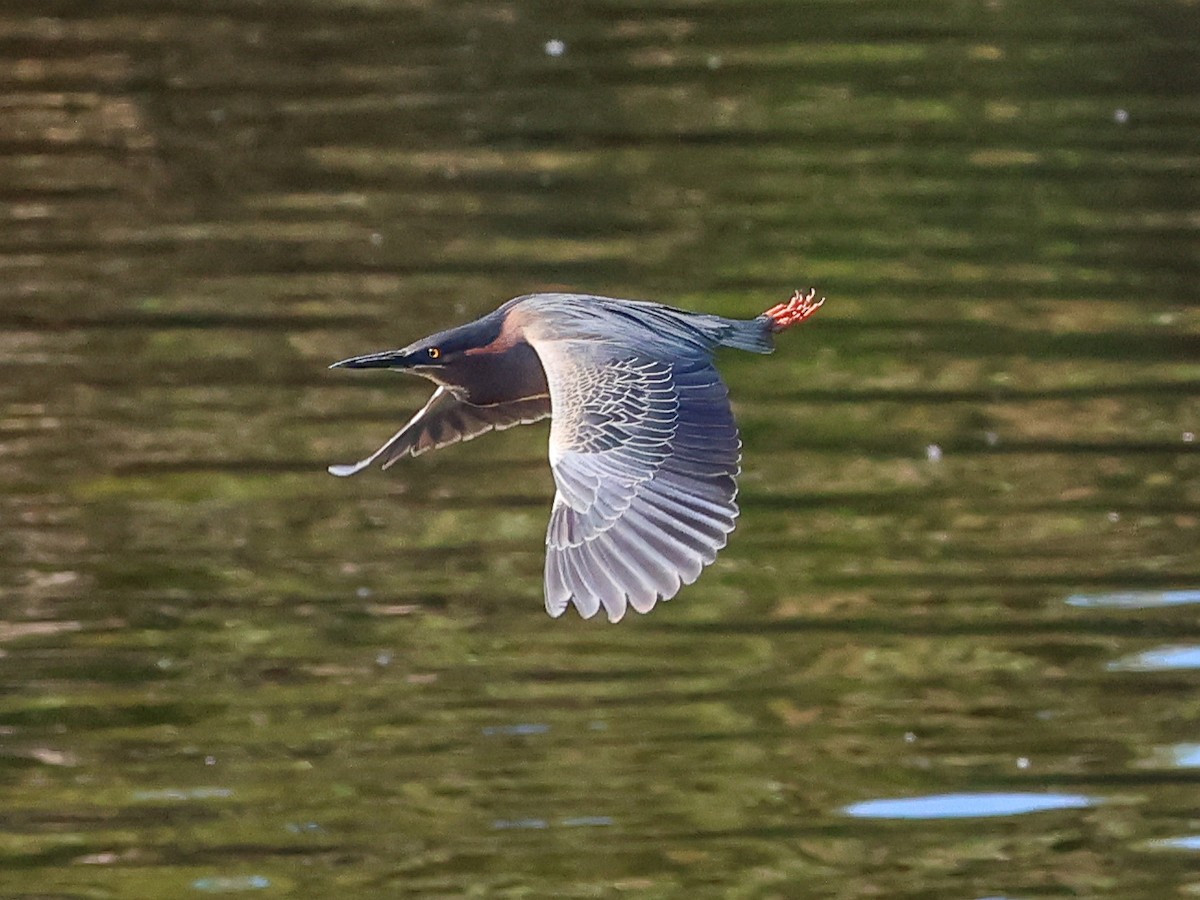 Green Heron - ML620612548