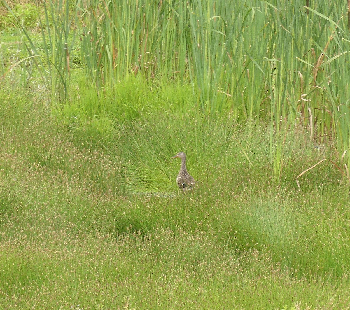 Gadwall - ML620612552