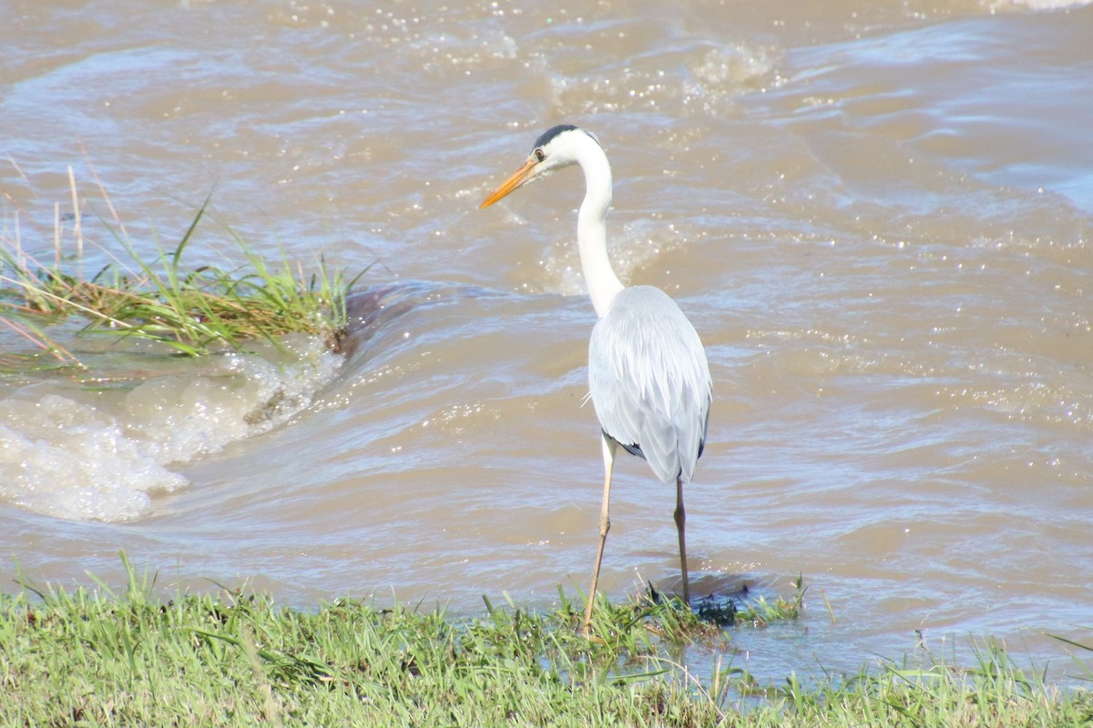 Gray Heron - ML620612553