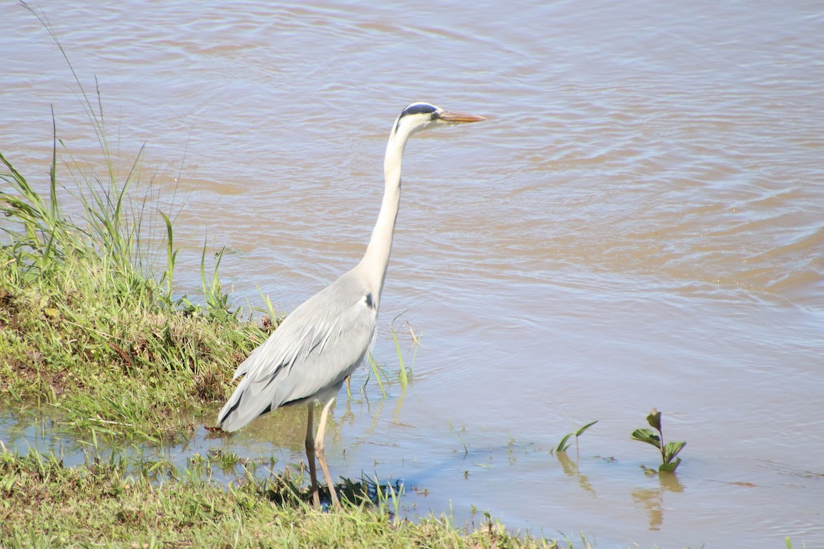 Gray Heron - ML620612554