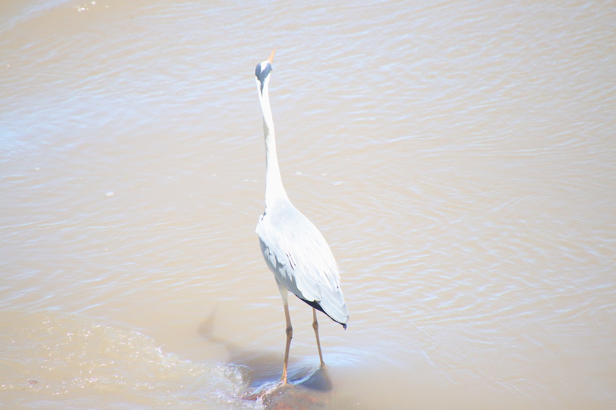 Gray Heron - ML620612555