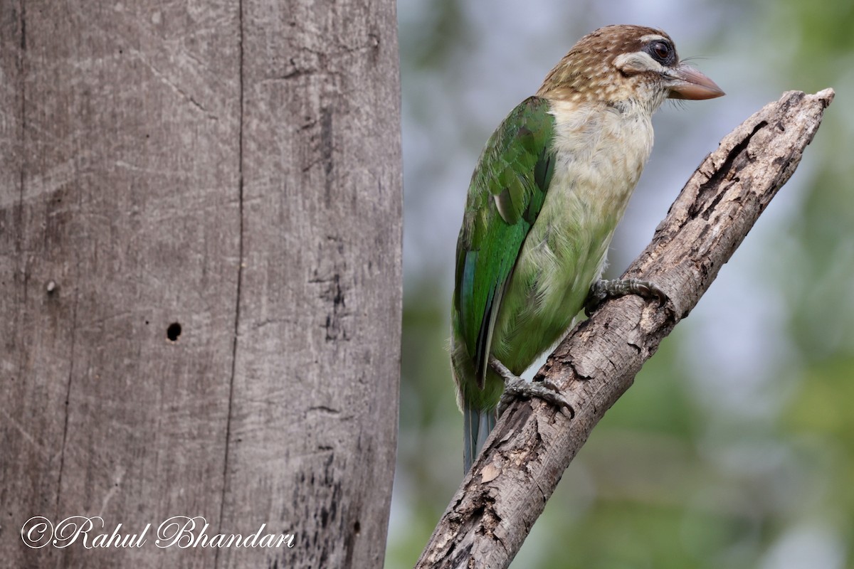 White-cheeked Barbet - ML620612556