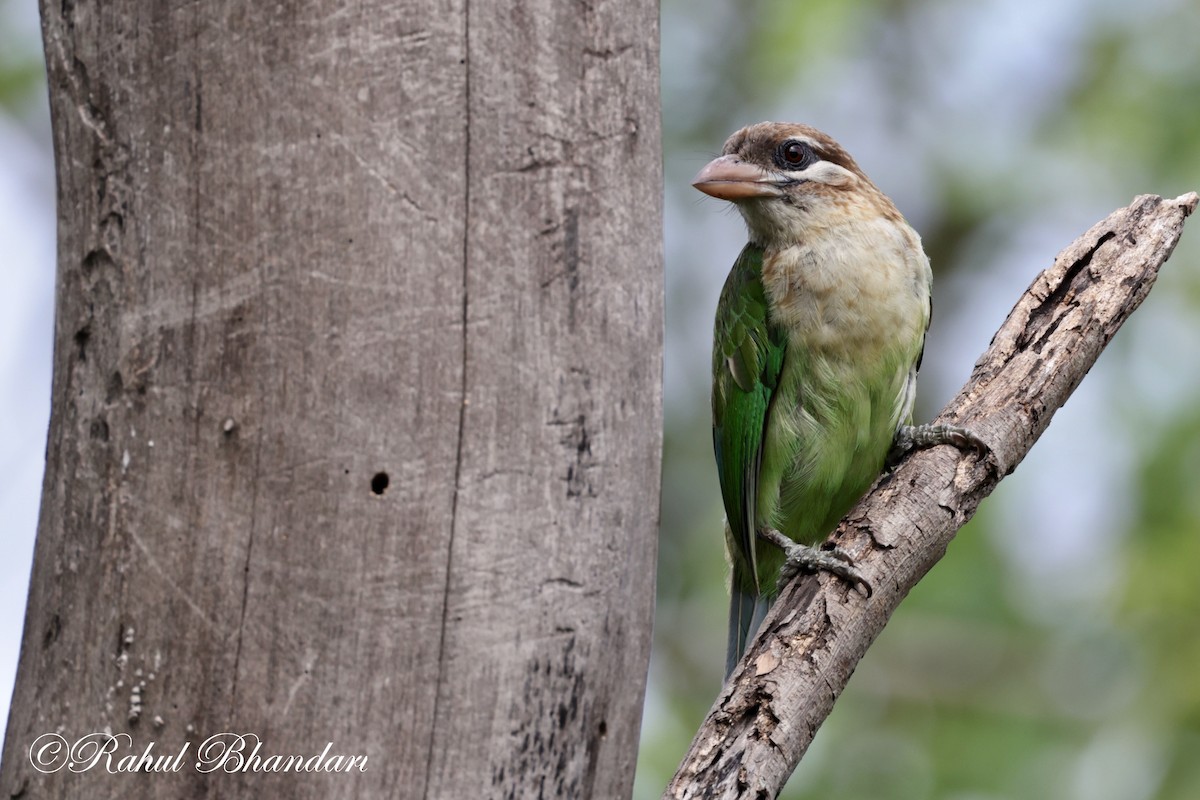 White-cheeked Barbet - ML620612557