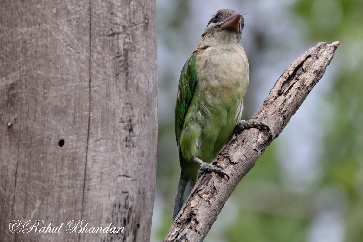 White-cheeked Barbet - ML620612558