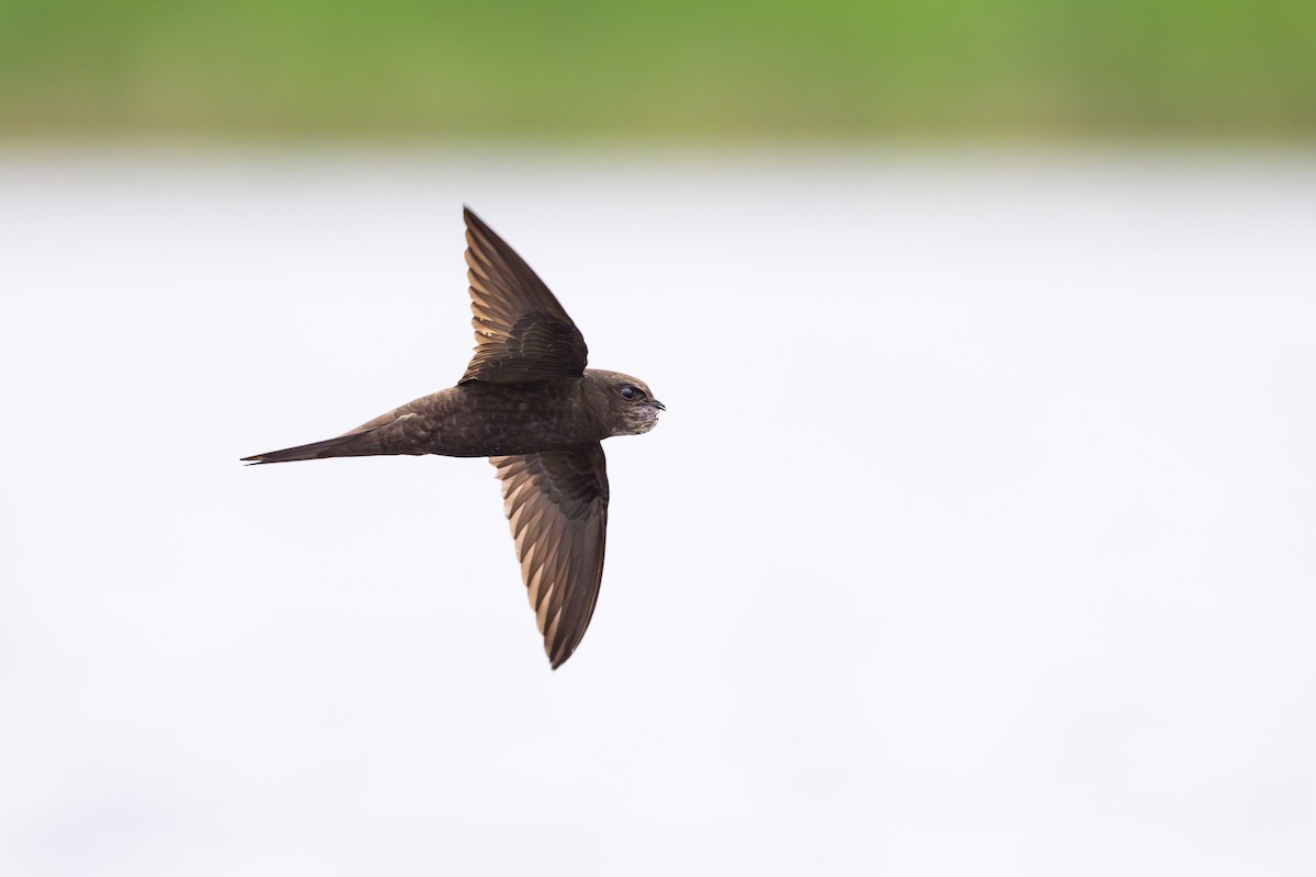 Common Swift - ML620612559