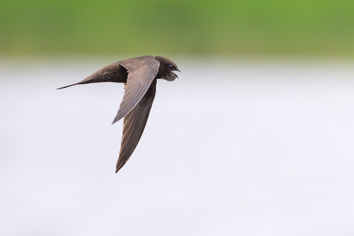 Common Swift - ML620612560