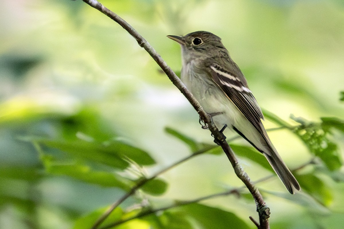 Acadian Flycatcher - ML620612561