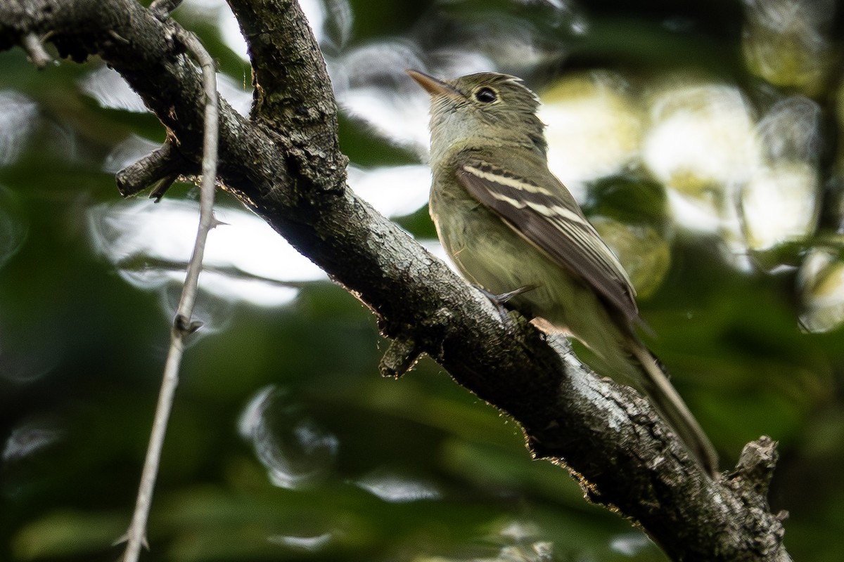 Acadian Flycatcher - ML620612562