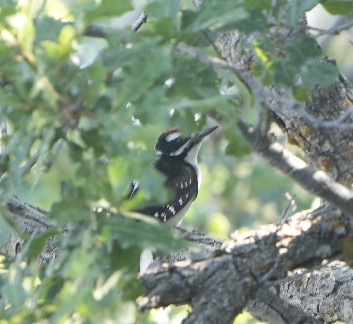 Hairy Woodpecker (Rocky Mts.) - ML620612563