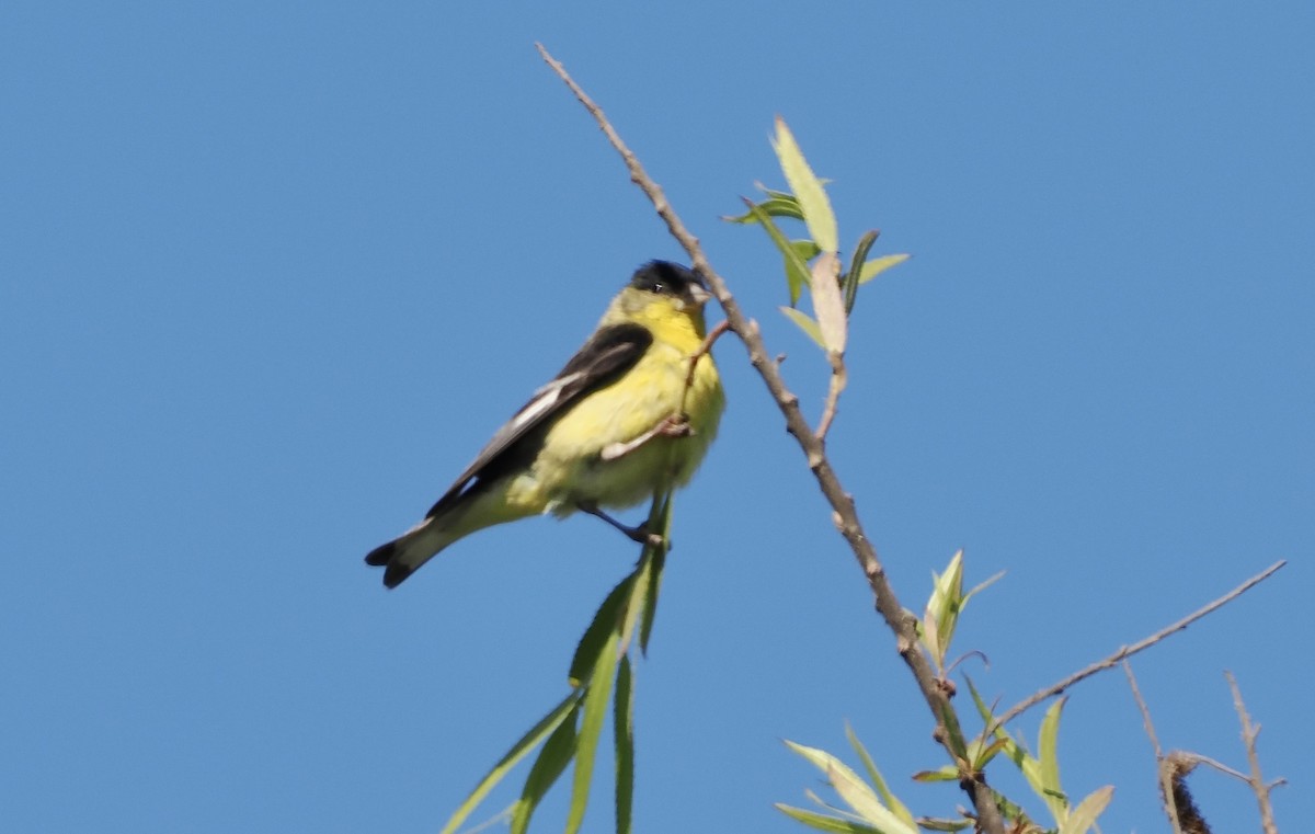 Lesser Goldfinch - ML620612564