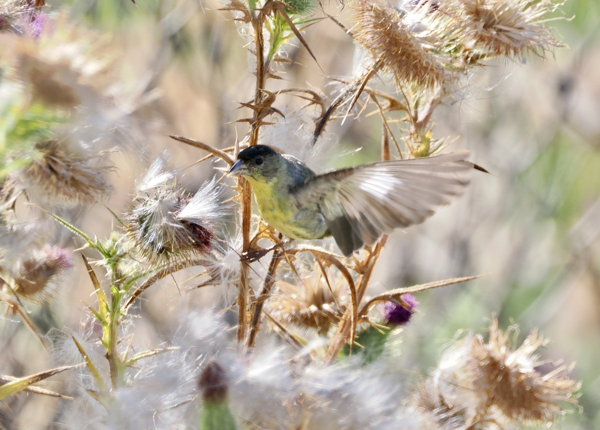 Lesser Goldfinch - ML620612565