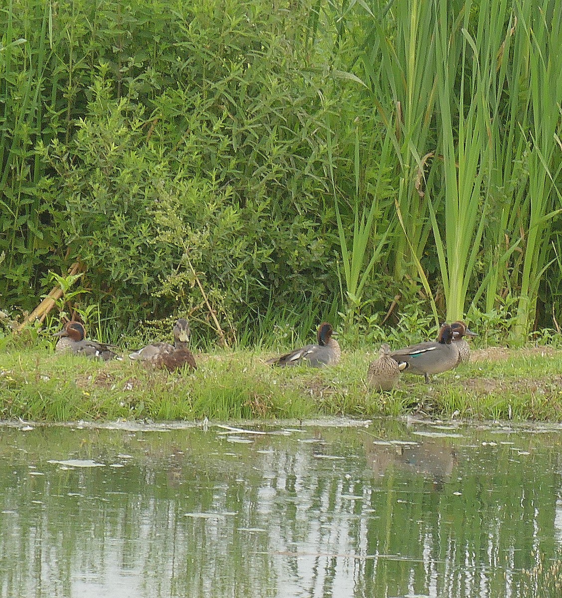 Green-winged Teal - ML620612567