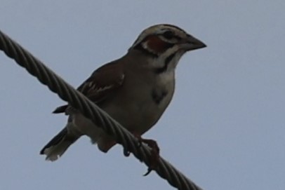 Bruant à joues marron - ML620612568