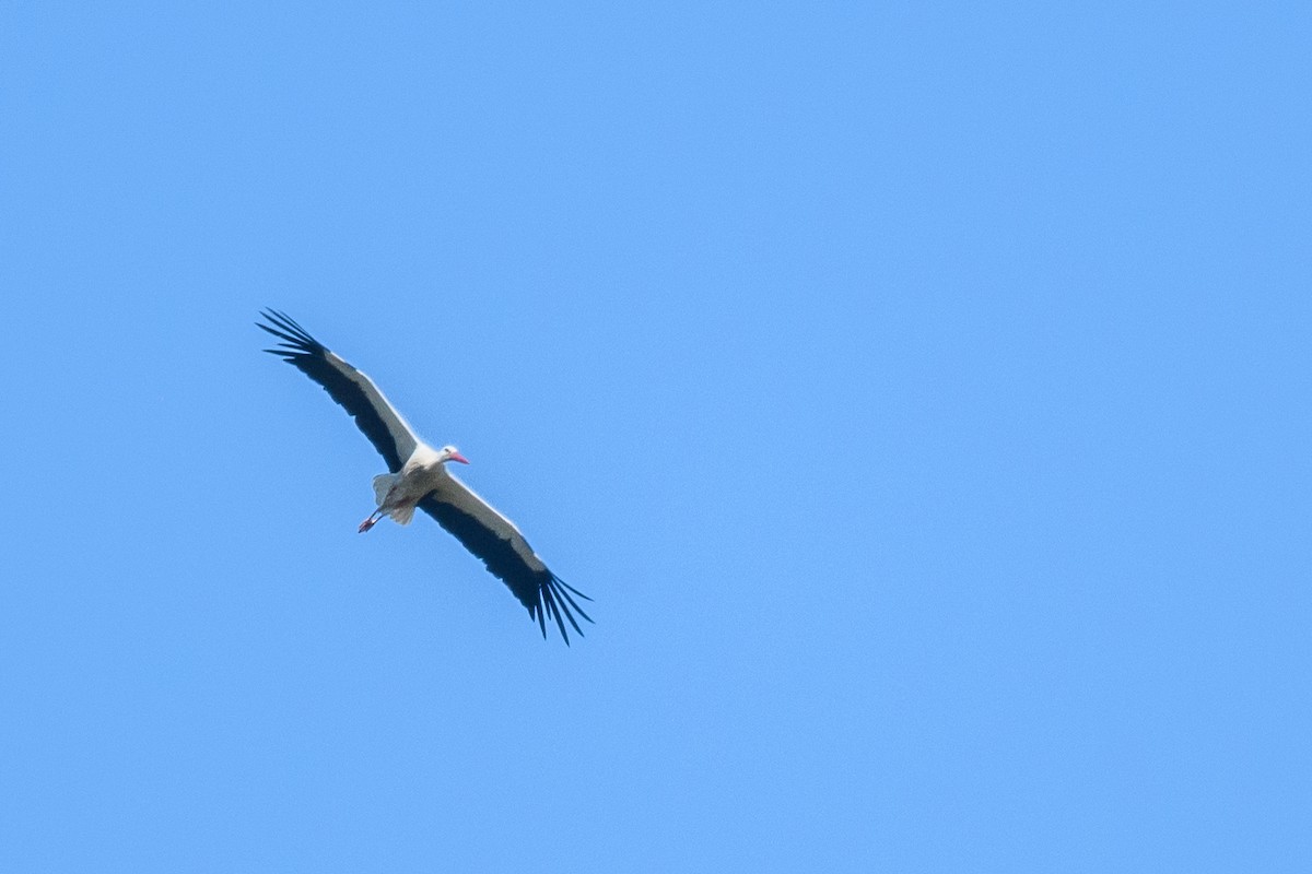 White Stork - ML620612569