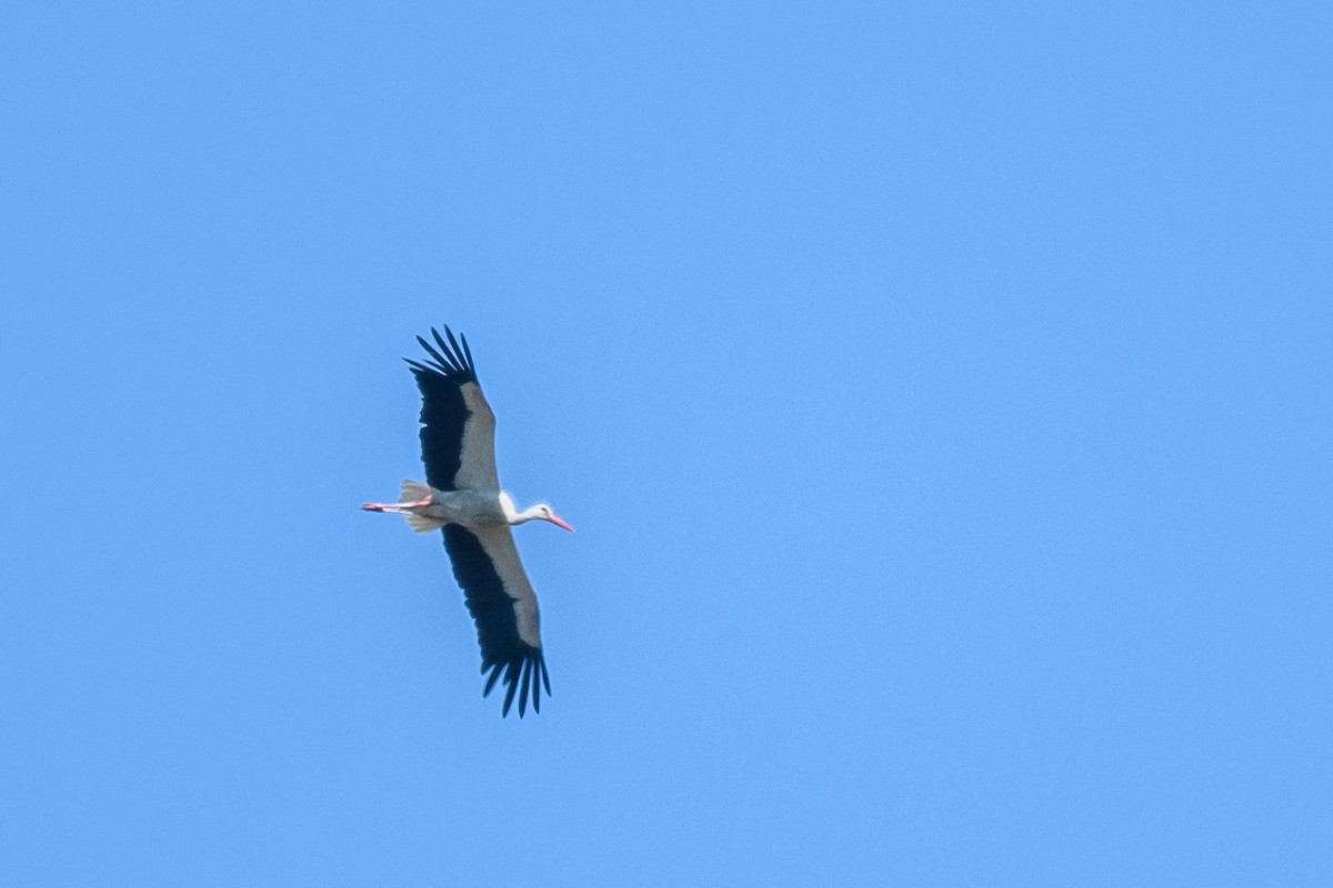 White Stork - Yvonne Burch