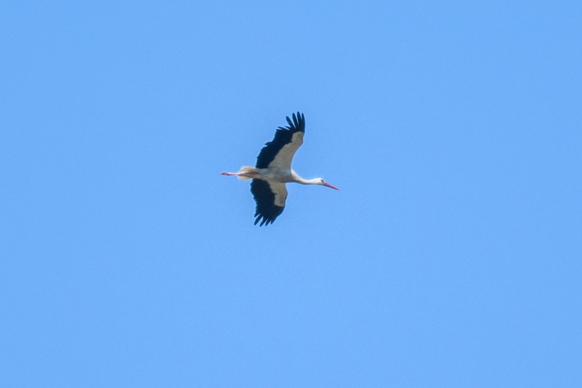 White Stork - Yvonne Burch