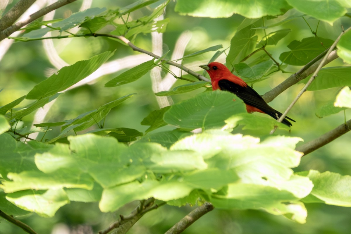 Scarlet Tanager - ML620612572