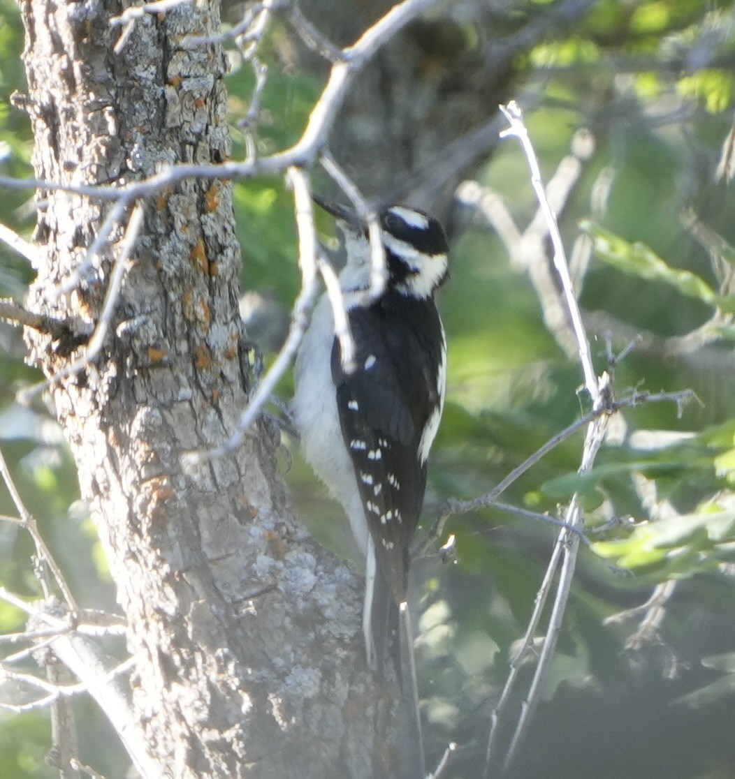 Hairy Woodpecker (Rocky Mts.) - ML620612573