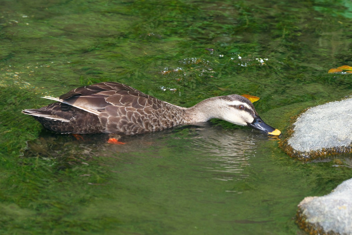 Eastern Spot-billed Duck - ML620612581