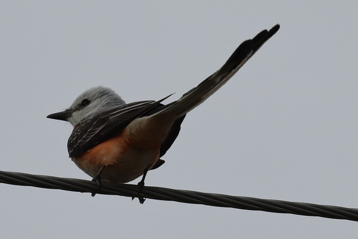 Scissor-tailed Flycatcher - ML620612584