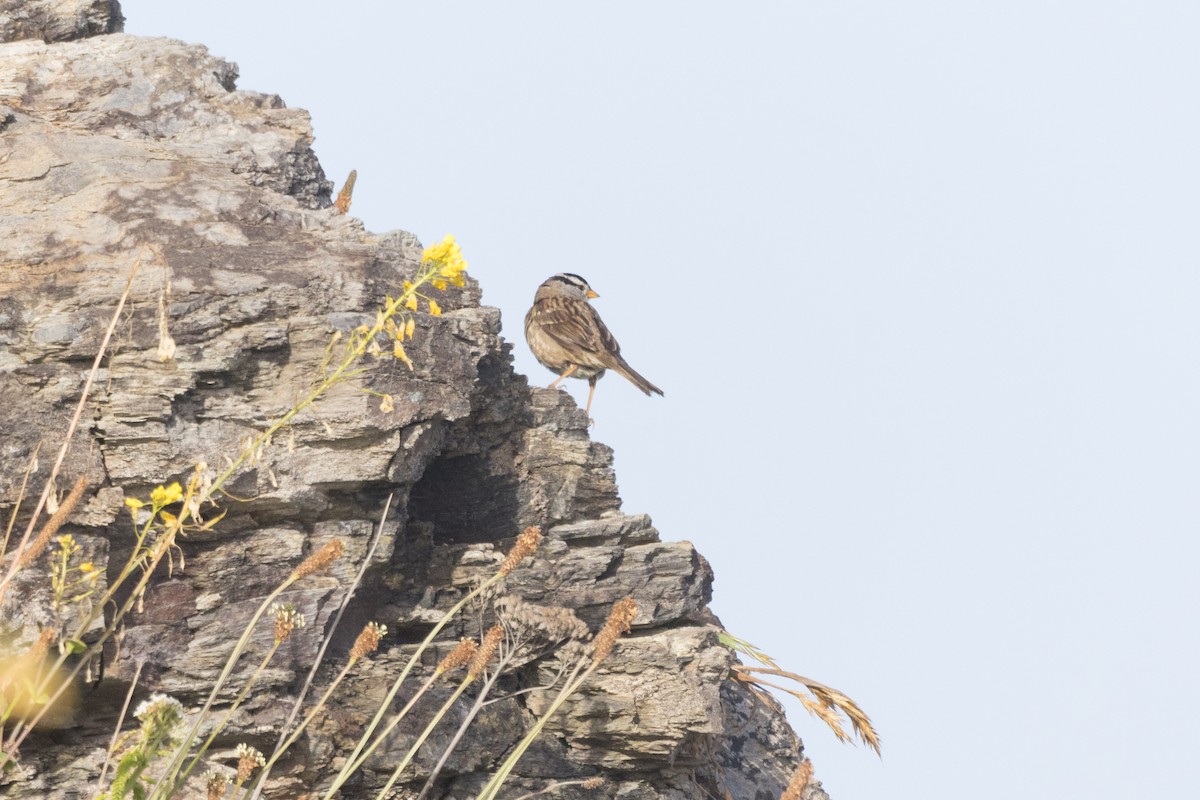 White-crowned Sparrow - ML620612585