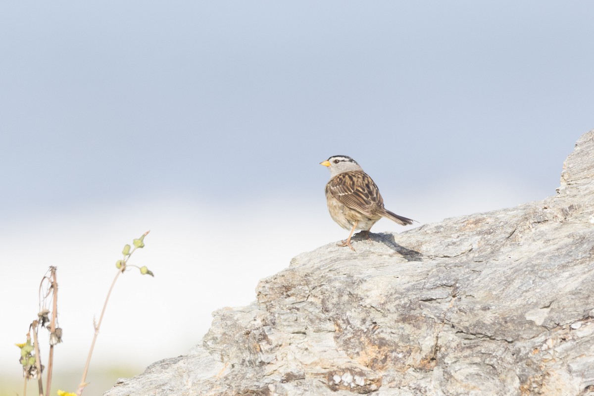 White-crowned Sparrow - ML620612586