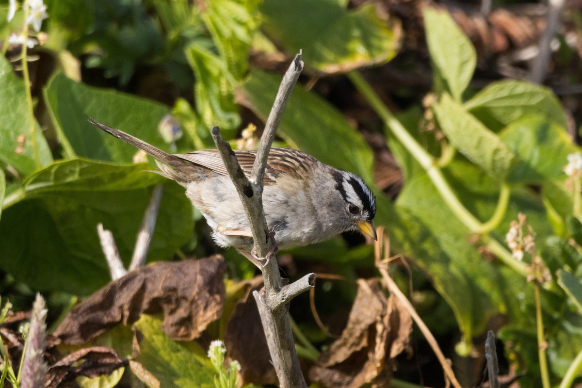 White-crowned Sparrow - ML620612587