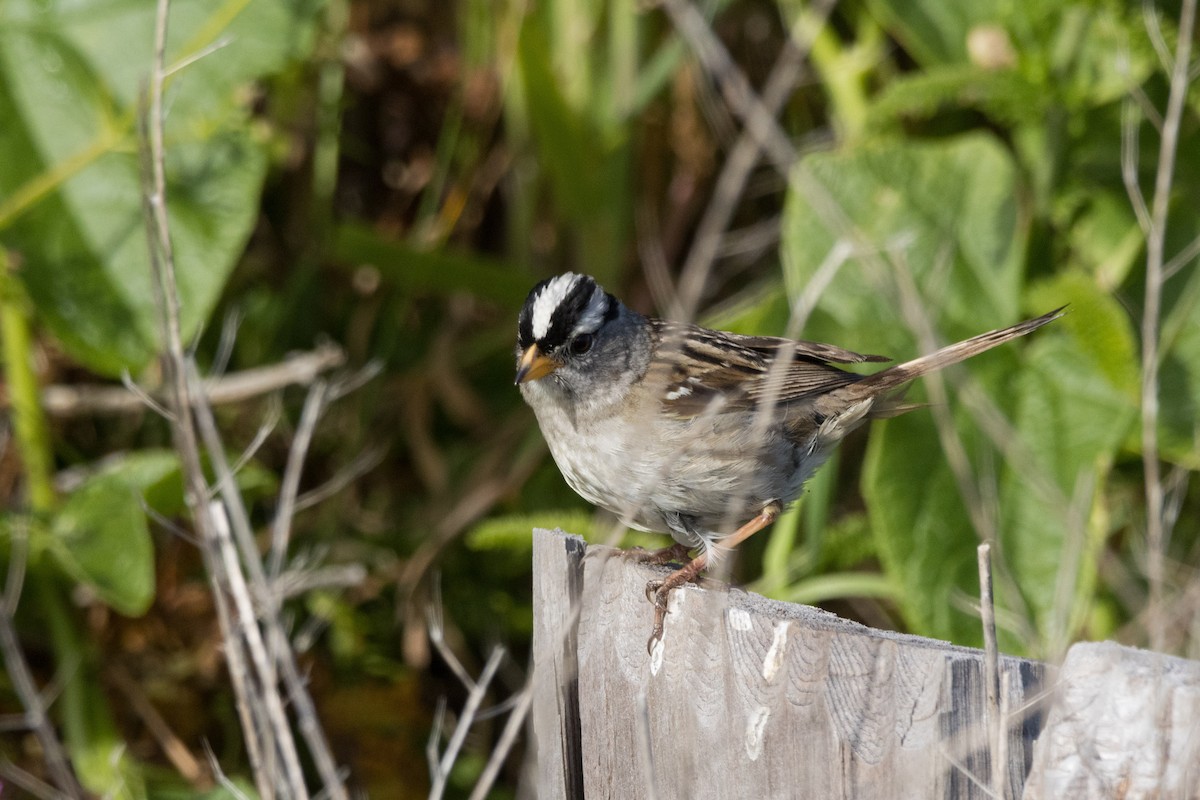 White-crowned Sparrow - ML620612588