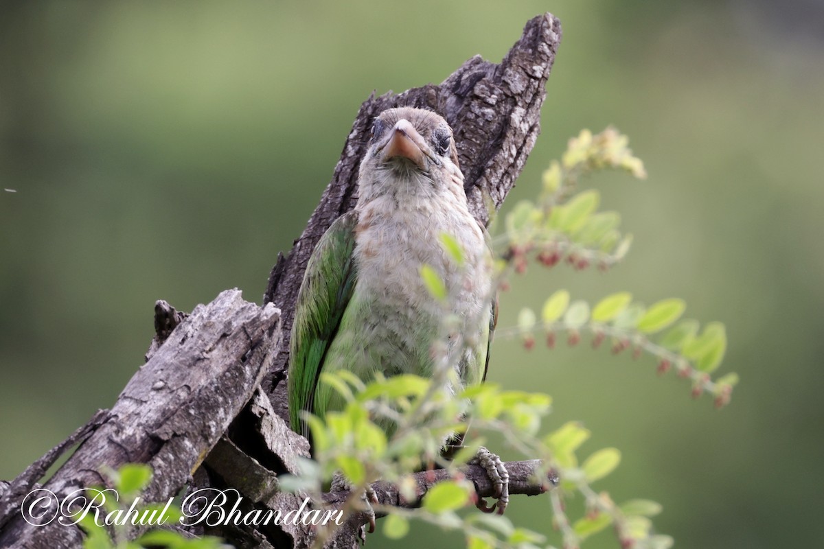 White-cheeked Barbet - ML620612591