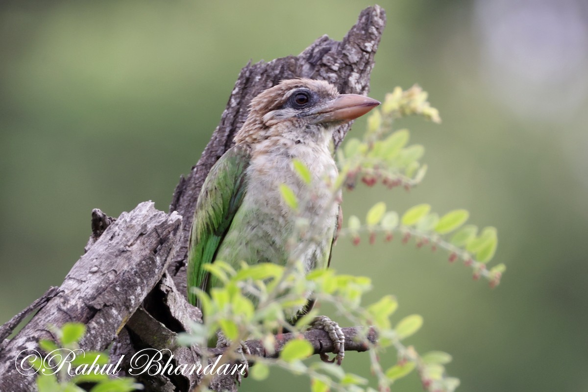 White-cheeked Barbet - Rahul Bhandari