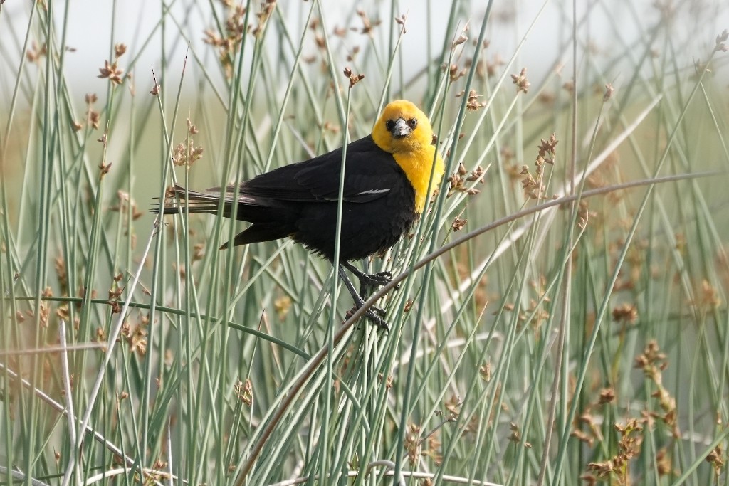 Yellow-headed Blackbird - Jean H