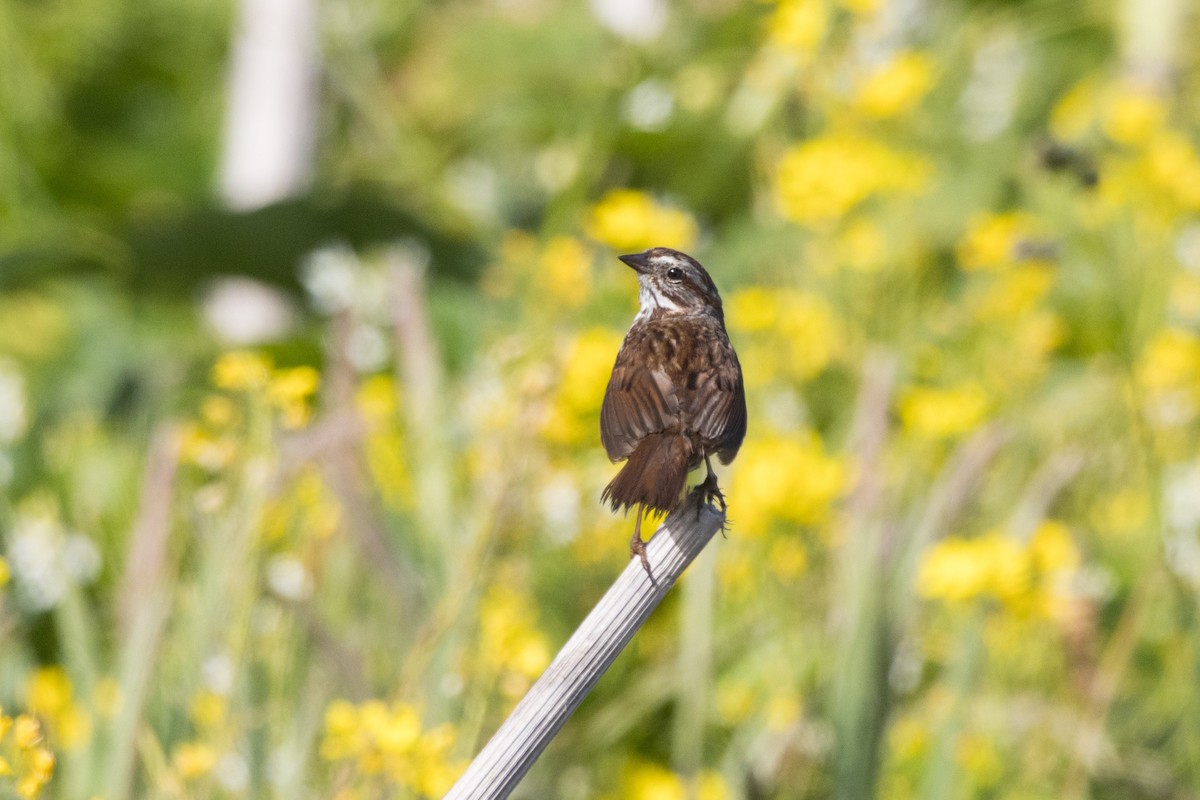 Song Sparrow - ML620612595