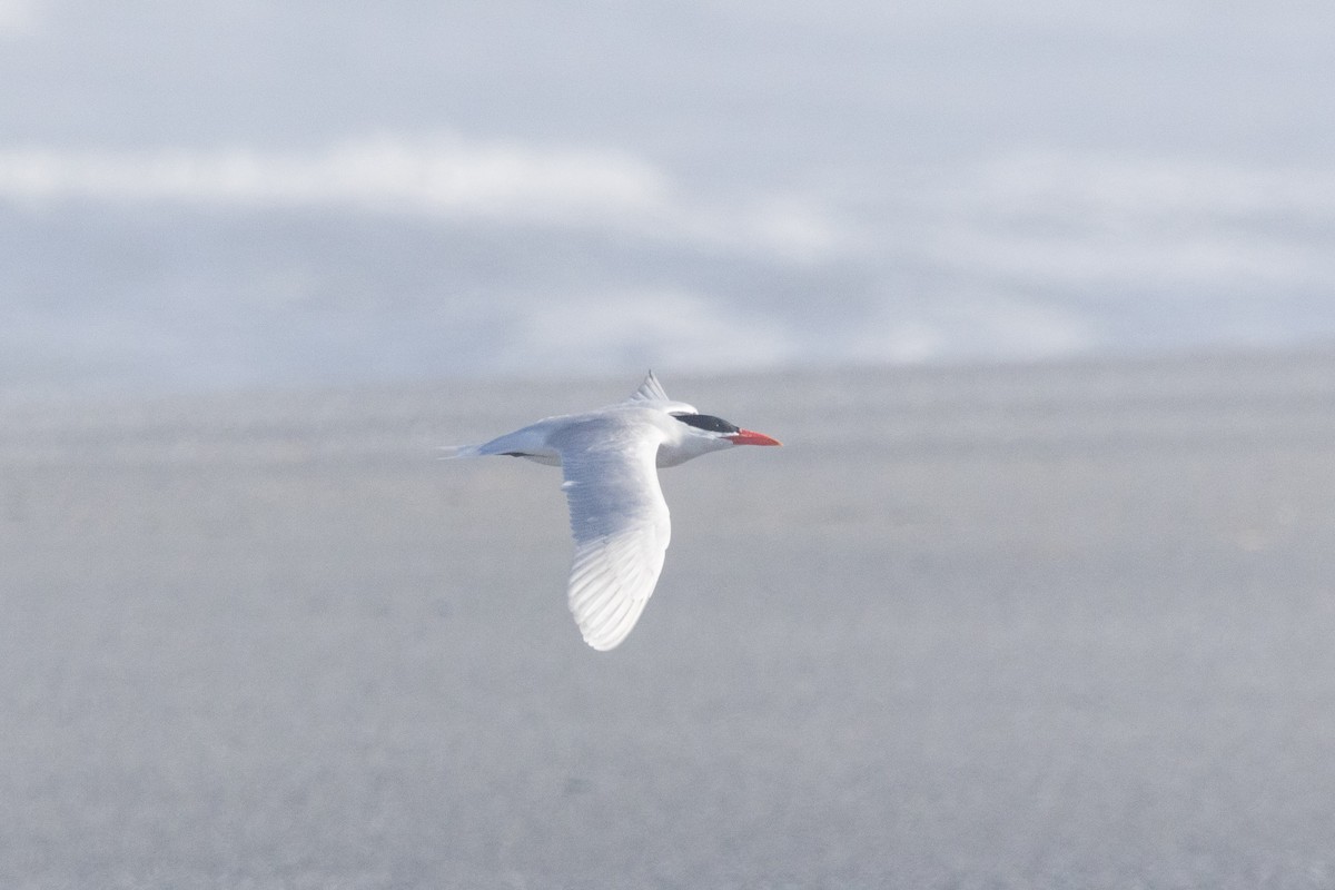 Caspian Tern - ML620612597