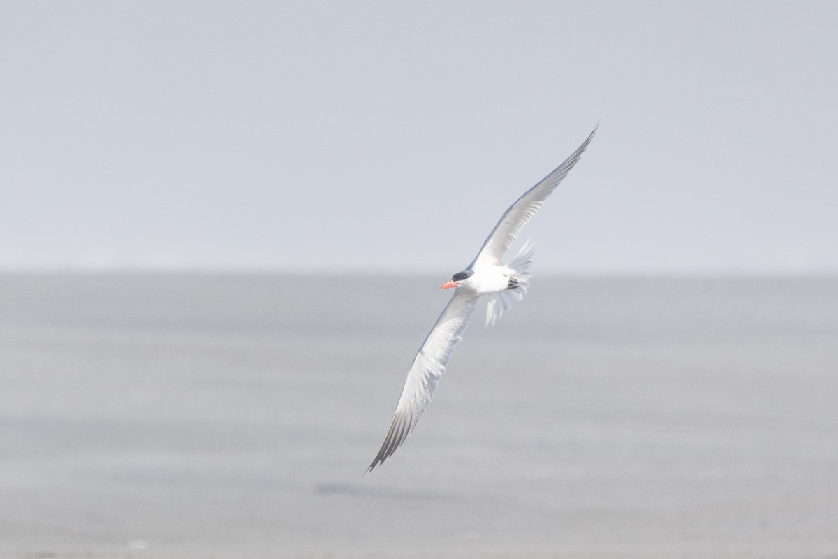 Caspian Tern - ML620612598