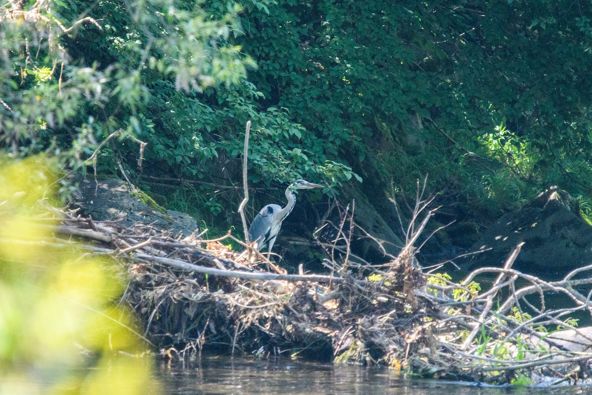 Gray Heron - ML620612599