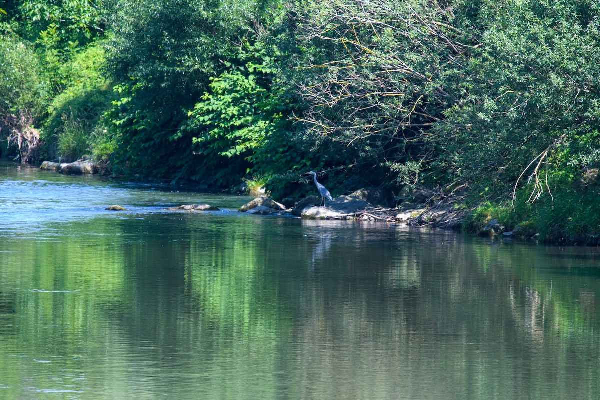 Gray Heron - ML620612600